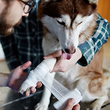 dog getting its paw wrapped in gauze